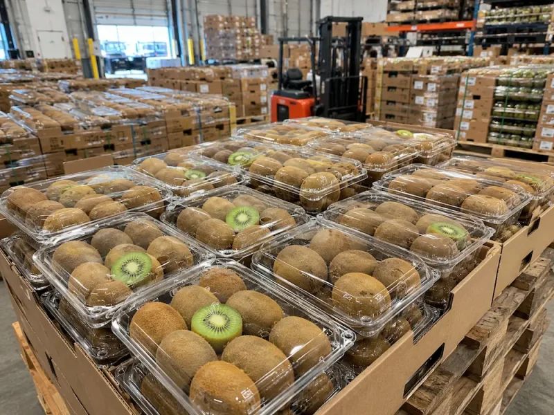 Wholesale kiwi clamshell containers packed for fruit distribution